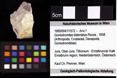 Foto (Objket + Etiketten) von Cracensigillatus acutirostris (Moericke, 1889) 